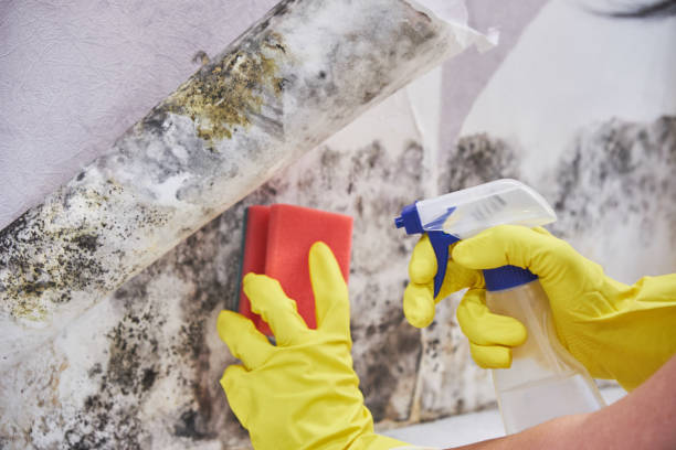 Best Attic Mold Removal  in Heartland, TX